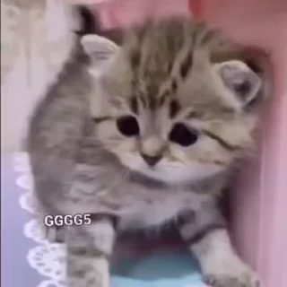 😺