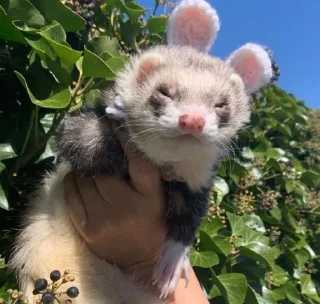 🤩