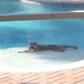 🏊
