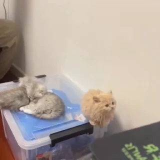 🐈