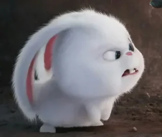 🐰