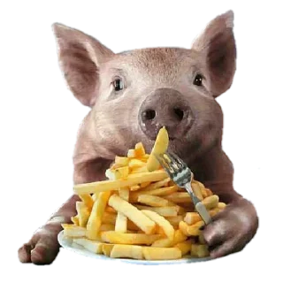 🐷