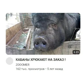 🐷