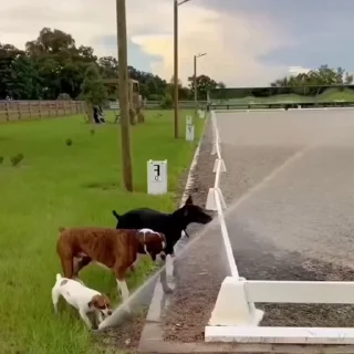 🐩