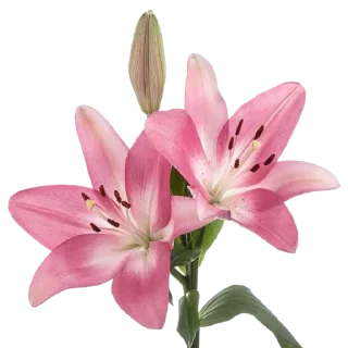 🌸