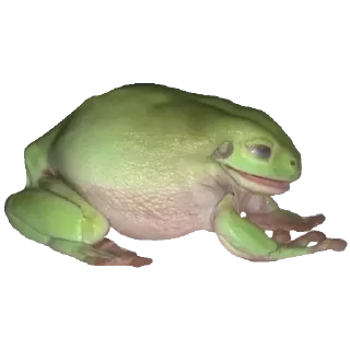 🐸