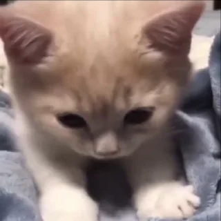 🐈‍⬛