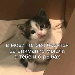🐠