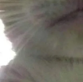 🐈