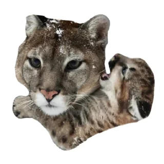 🐱