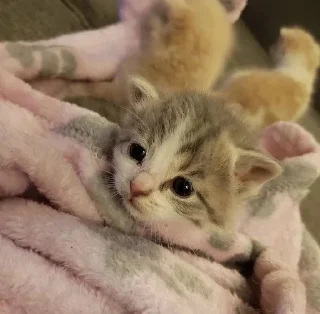 🐱