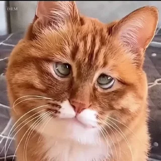 🐾