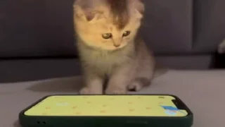 🌟