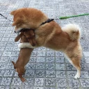 🐶