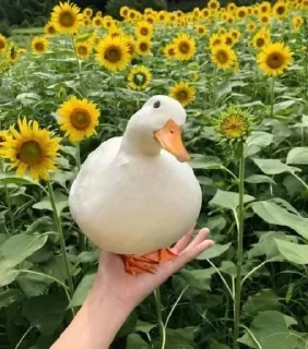 🤩
