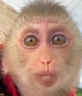 🥺