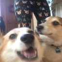 🐶