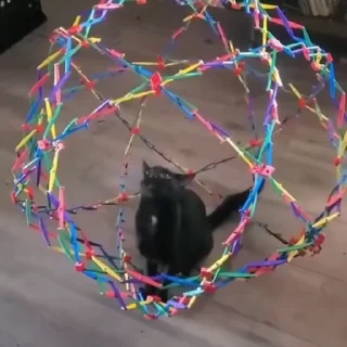 🐈‍⬛️