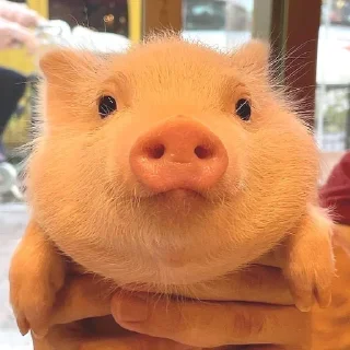 🐷