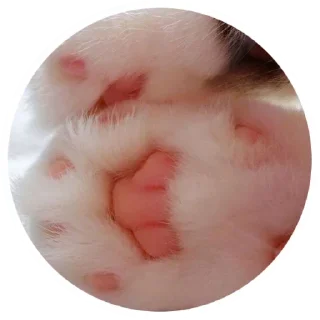 😻