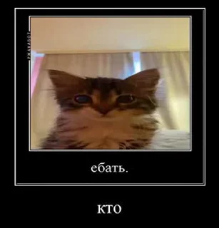 Срач 😭 @GIFSTIKI