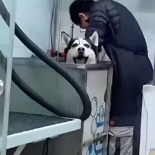 🐩