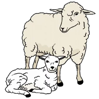 🐑