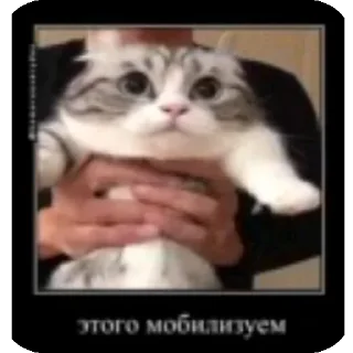 🫡