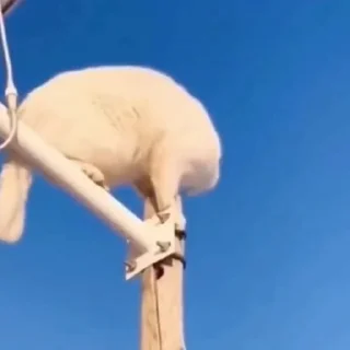 🐈
