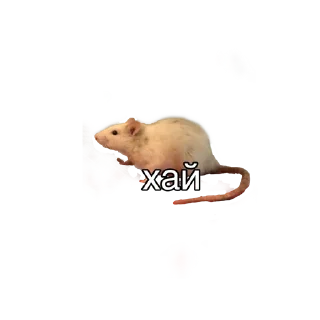 Любофь @is_new_chat