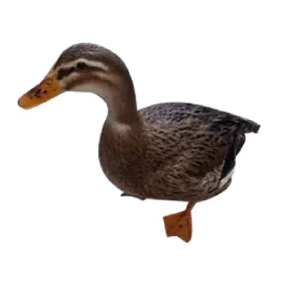 🦆