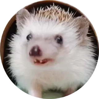 🦔