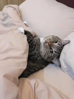🌟