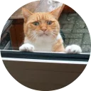 🐱