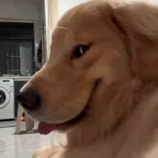 🐕