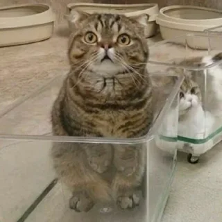 😺
