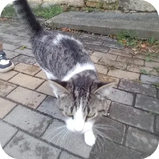 🐱