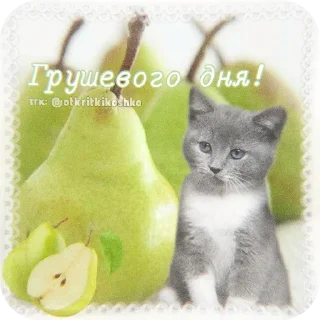 🐱