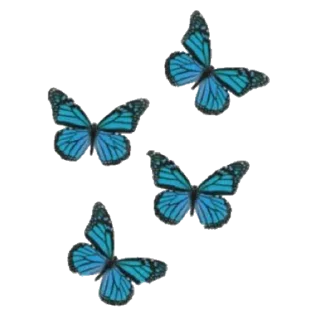 🦋