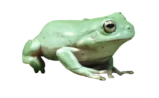 🐸