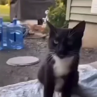 🐈