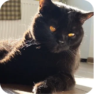 🐱