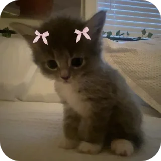 🐱