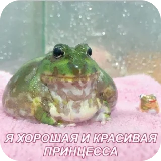 🍽