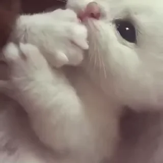 😻