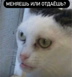 🐺