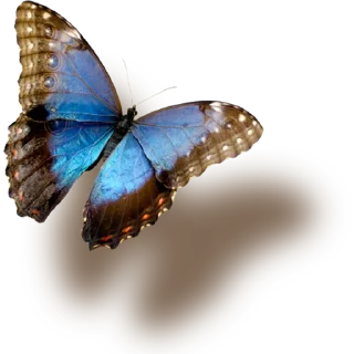 🦋