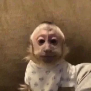 Обезьяны Кэндис 4🐵🐵🐵