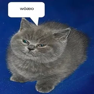 🐈