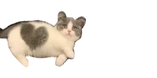 🐈